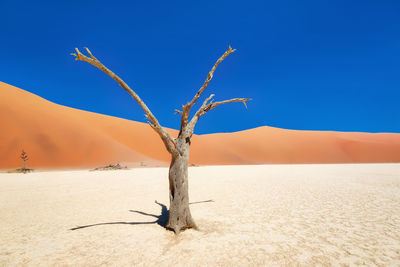 Dead tree on desert against clear blue sky