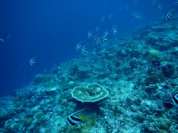 Fish swimming in sea