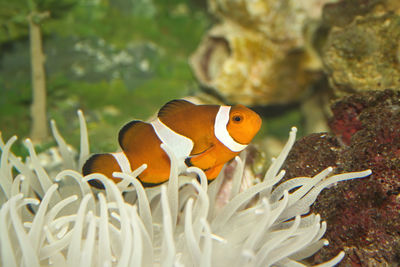 Clown fish host in a white anemone coral,