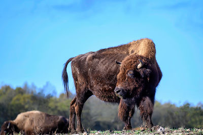 Horse grazing on field against sky