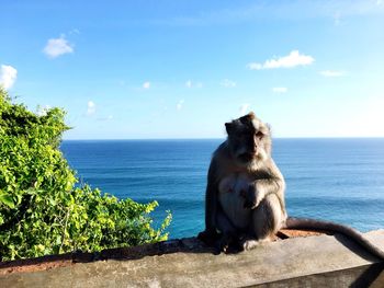 Bird sitting on retaining wall by sea against sky