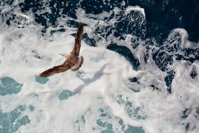 High angle view of seagull