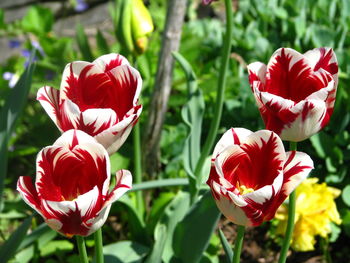 Close-up of red tulips