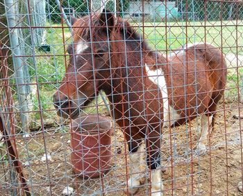 View of a horse behind fence