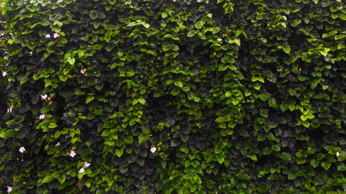 Full frame shot of fresh green leaves