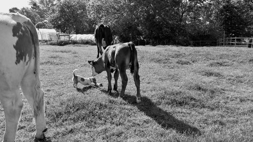 Horse grazing in field