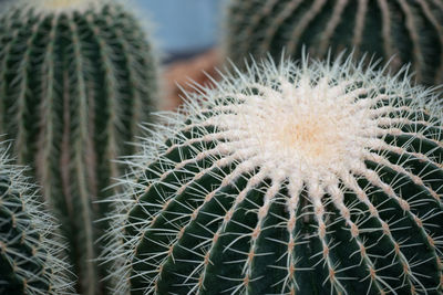 Close-up of succulent plant