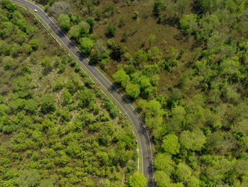 Aerial shot of road between the forests in national park situbondo, east java