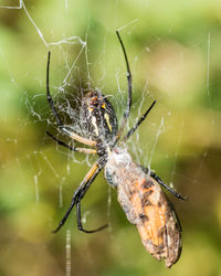 Close-up of spider on web