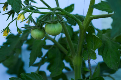 Close-up of berries growing on plant