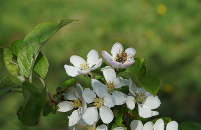 Close-up of white flowering plant