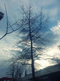 Low angle view of bare tree against sky