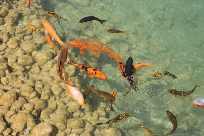 Fish swimming in water