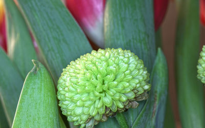 Close-up of succulent plant