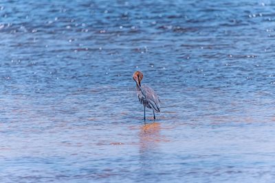 Bird on a lake