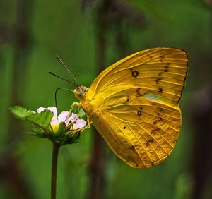 Close-up of a large orang sulphur/phoebis agarithe butterfly perched on flower