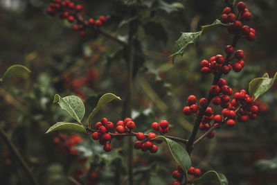 Close-up of red berries growing on tree