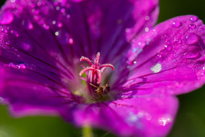 Close-up of pink flowering plant