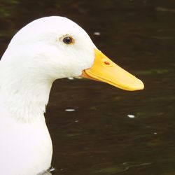 Close-up of a bird