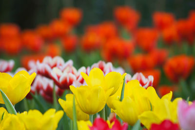 Close-up of yellow tulips blooming on field