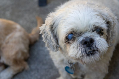 Close-up portrait of a dog