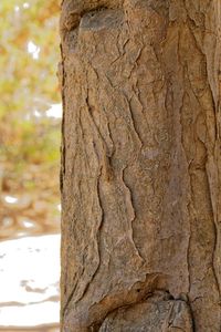 Close-up of tree trunk