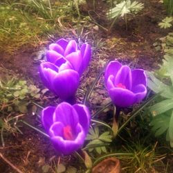 Close-up of purple flowers blooming in field