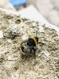 Close-up of bee on rock