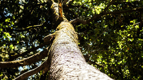 Low angle view of tree against sky