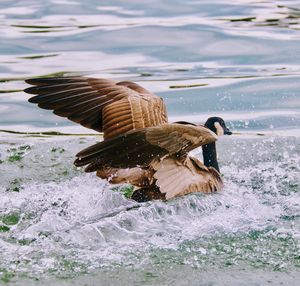 Duck swimming in a lake