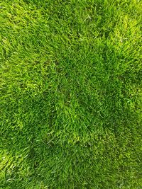Full frame shot of grass on field