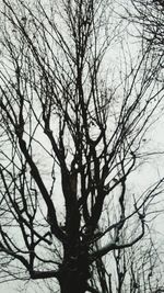 Bare tree against sky