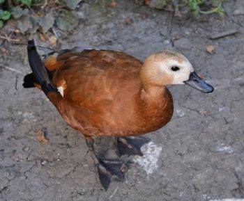 Close-up of duck