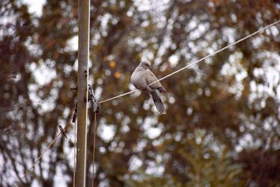 Low angle view of bird perching on tree against sky