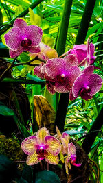 Close-up of purple flowers