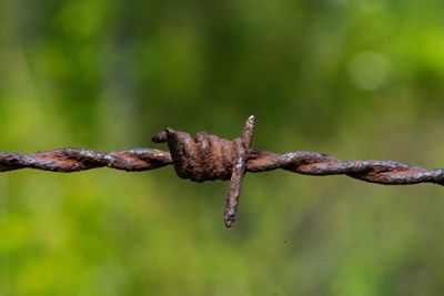 Close-up of barbed wire on branch