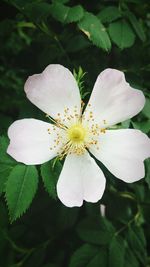 Close-up of white flower blooming outdoors