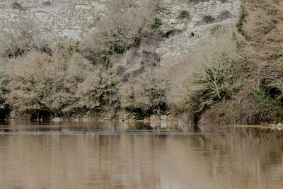 Reflection of trees in water