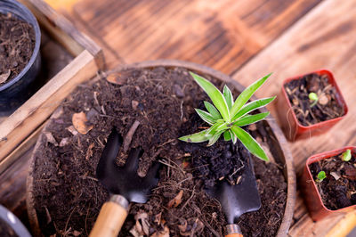 High angle view of potted plant