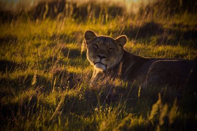Portrait of lioness resting on grassy field