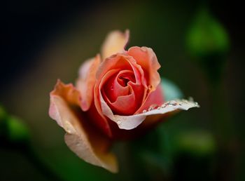 Close-up of rose flower