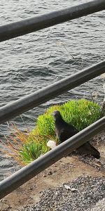 High angle view of bird in lake