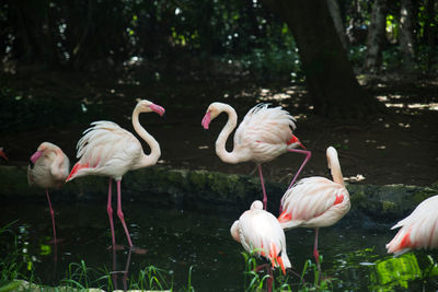 View of birds in lake