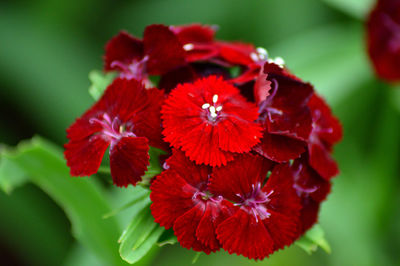 Close-up of red flowering plant