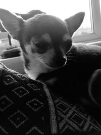 Close-up portrait of dog relaxing at home