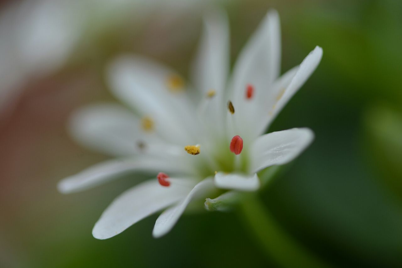 flower, freshness, petal, fragility, flower head, growth, beauty in nature, close-up, white color, focus on foreground, nature, selective focus, blooming, single flower, plant, pollen, in bloom, white, stamen, blossom