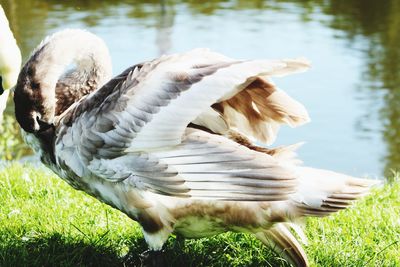 Birds in a lake