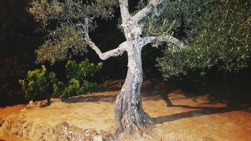 View of tree trunk