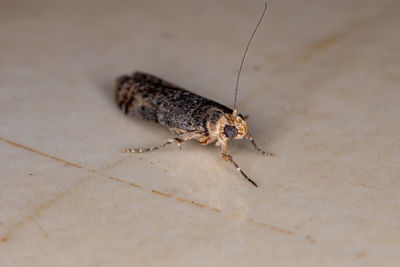 Close-up of insect on floor