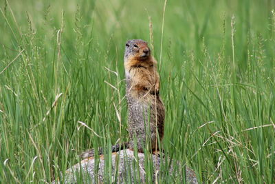 Meerkat in a field